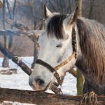 Lunging-Longeing—Part-Four-696×602