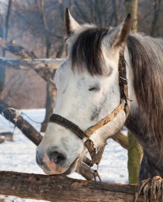 Lunging/Longeing – Part Four