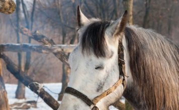 Lunging/Longeing – Part Four