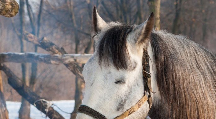 Lunging/Longeing – Part Four