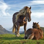 Lunging-Longeing—-Part-One-696×602