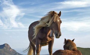 Lunging/Longeing – Part One