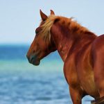 Lunging-Longeing—Part-Three-1