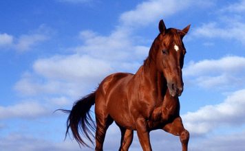 Lunging/Longeing – Part Three