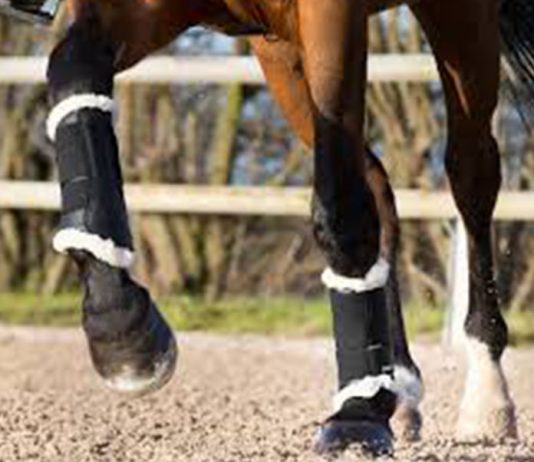 Lunging/Longeing – Part Two