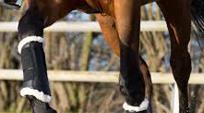 Lunging/Longeing – Part Two