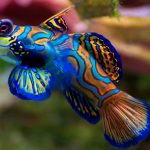 Mandarinfish
