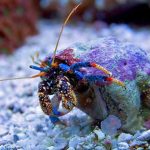 Marine-Aquarium-Care–Invertebrates-Only-696×602