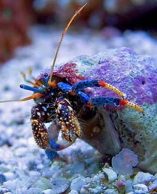 Marine Aquarium Care- Invertebrates Only