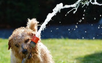 Mellowing down a Wild Pet