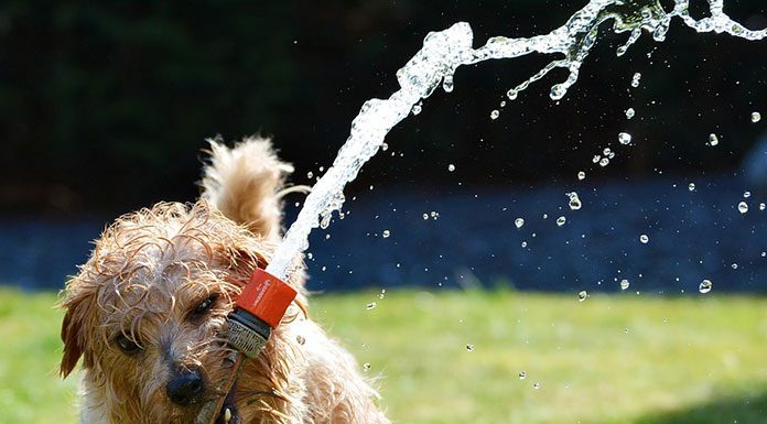 Mellowing down a Wild Pet