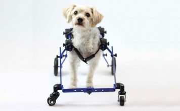 Mini Front Wheel Attachment