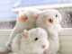 Mistakes To Avoid When Purchasing A Chinchilla