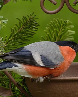 Obesity and your Pet Bird