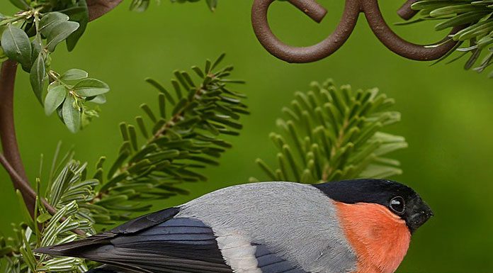 Obesity and your Pet Bird