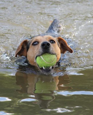 Operant Conditioning and Pet Training