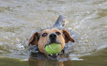 Operant Conditioning and Pet Training