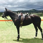 Packing-on-the-Pounds-Healthy-Horse-Weight-696×602