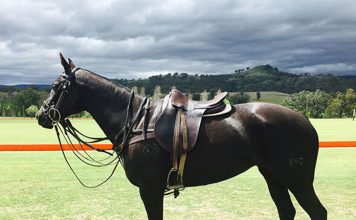 Packing on the Pounds: Healthy Horse Weight