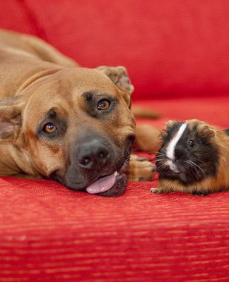 Pet Allergies and their Causes