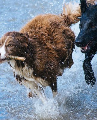 Pet Training and Classical Conditioning