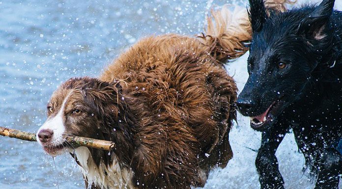 Pet Training and Classical Conditioning