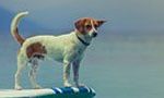 Pethomepagebanner-02