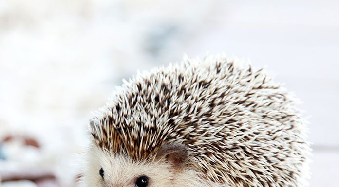 Petting Hedgehogs