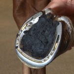 Picking-the-Feet-Up-for-the-Farrier-1
