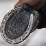 Picking-the-Feet-Up-for-the-Farrier-696×602