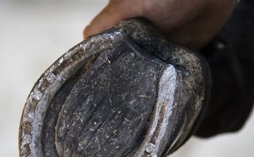 Picking the Feet Up for the Farrier