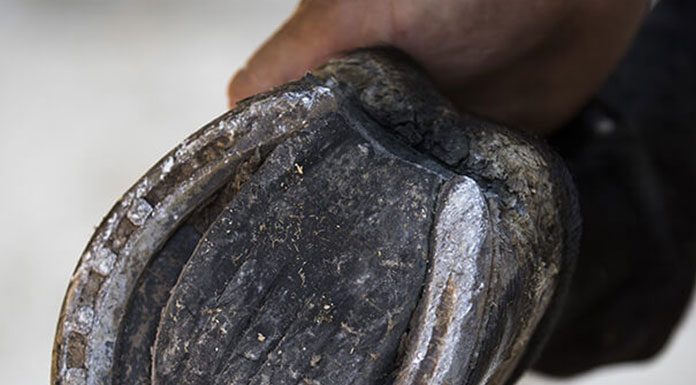 Picking the Feet Up for the Farrier