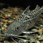 Pictus-Catfish-Care-e1479831269825