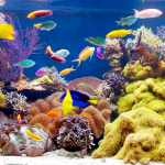 Preparing-Your-Custom-Made-Saltwater-Aquarium-696×602