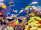 Preparing Your Custom Made Saltwater Aquarium