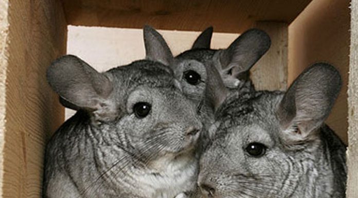 Prevent Your Pet Chinchilla From Experiencing Environmental Stress
