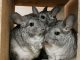 Prevent Your Pet Chinchilla From Experiencing Environmental Stress