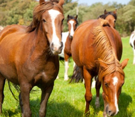 Protection for your Horse’s Health: Horse Insurance