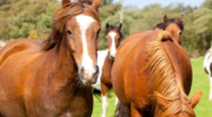Protection for your Horse’s Health: Horse Insurance