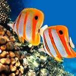 Purchasing-a-Tropical-Saltwater-Aquarium-696×602