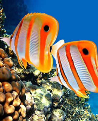 Purchasing a Tropical Saltwater Aquarium