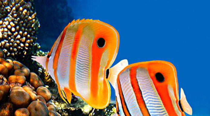 Purchasing a Tropical Saltwater Aquarium