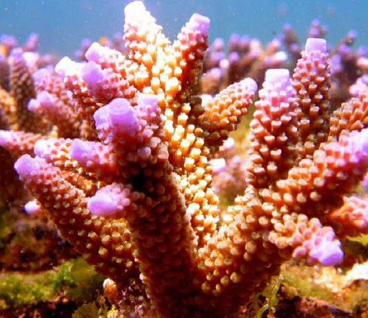 Successfully Raising Coral in Saltwater Aquariums