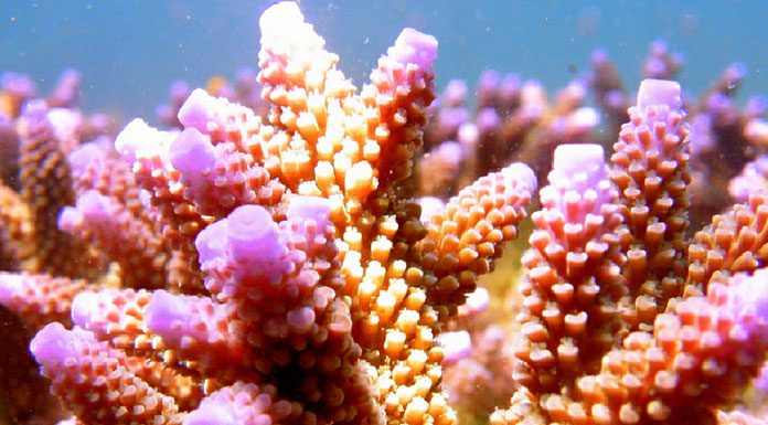 Successfully Raising Coral in Saltwater Aquariums