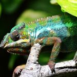 Raising-a-Reptile-as-a-Pet-696×602