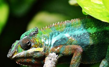 Raising a Reptile as a Pet