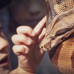 Rattlers—The-Dangerous-Reptiles-696×602