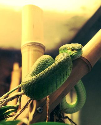 Reptile Accessories and Supplies