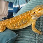 Reptile-Diseases-1