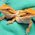 Reptile-Diseases-696×602